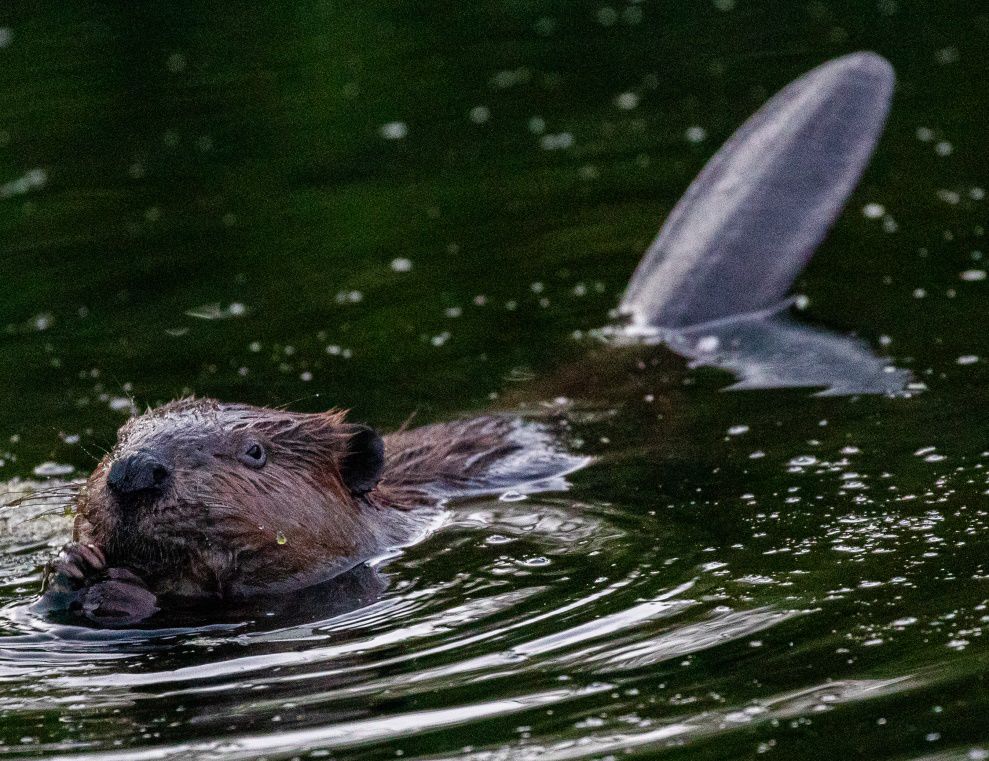 Beaver Lodge Summer 2020